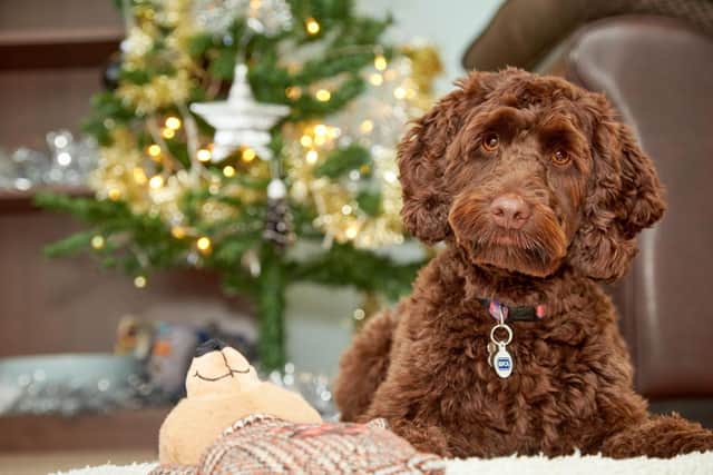 Help keep pets like Coco safe this Christmas says the RSPCA