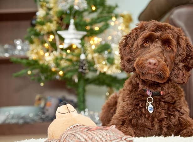 Help keep pets like Coco safe this Christmas says the RSPCA