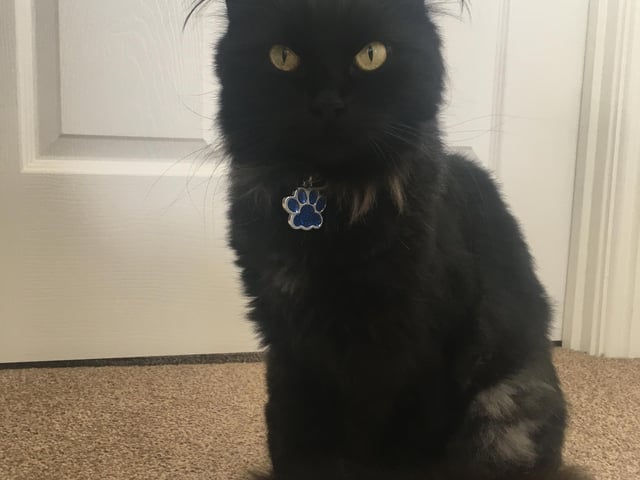 Alfie the cat (sent in by owner Jen Yeardly)
