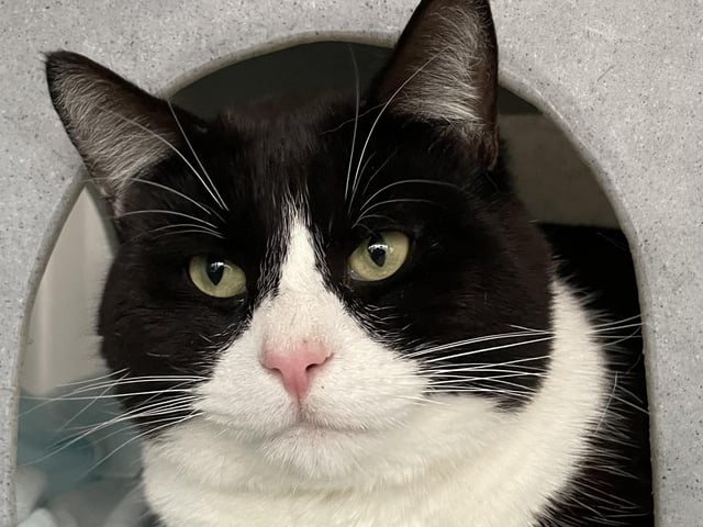 Biggs is an independent boy who is finding it a bit challenging to cope with the hustle and bustle of life in the centre. He is just beginning to reveal the sweetheart he truly is, especially with the help of a few Dreamies! Biggs would thrive in a quieter home where he can do his own thing and be given the time and space he needs to settle in.