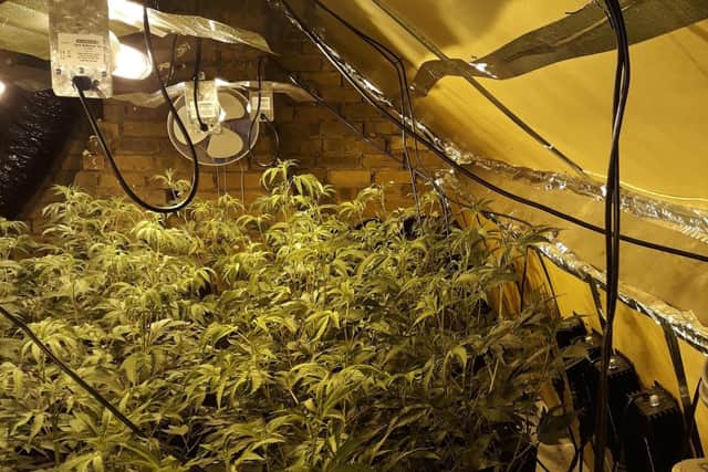 Cannabis with a street value of about £150,000 was discovered.