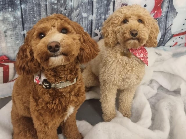 Marmalade and Dougal love a Christmas photo.