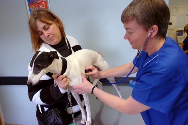 Senior Vet Liz Airey examines 'Gem' with owner Diane Baines at the PDSA Hospital at Attercliffe in 2009