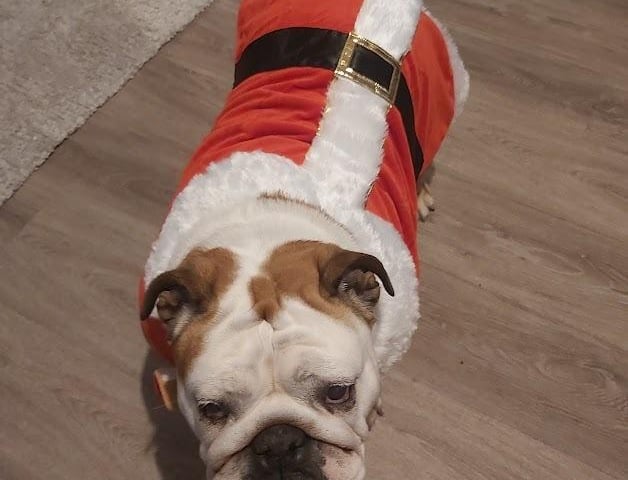 Nellie is excited to spend Christmas in her new home.