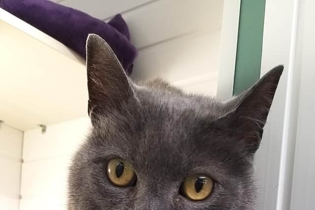 Outpouring of grief as Diesel the Suprcat dies following freak accident