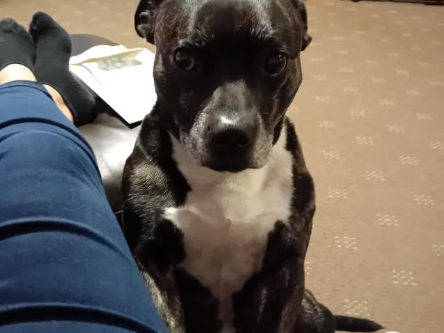 Max was rescued a year ago. Donna said: "It feels like he has been a part of our family forever."