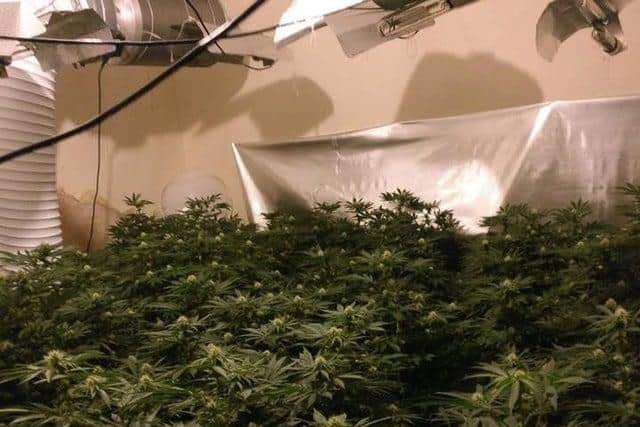 Image of a cannabis grow supplied by police.