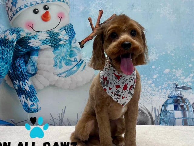 Visit onallpawz.com for more details