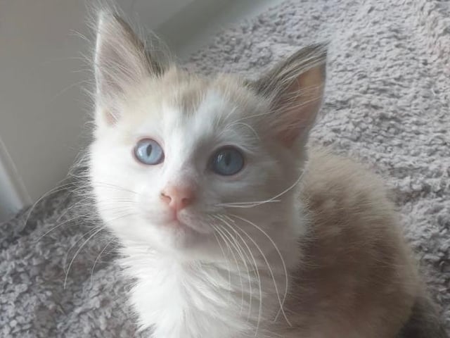 Owner Cynthia Taylor writes: 'This is Oscar and although he looks like butter wouldn’t melt in his mouth he is a terror and leads his big sister a merry dance - but great fun to watch'