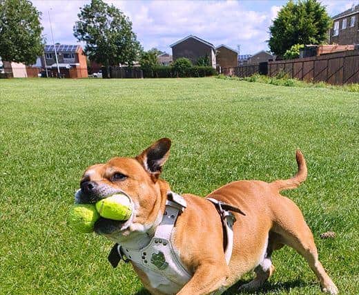Buster