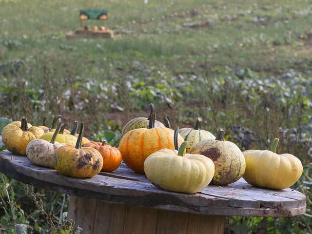 Plenty of pumpkins to pick.
