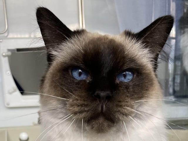 Meet Raquel, a beloved resident at the centre. Raquel is a beautiful and gentle cat who came to Cats Protection after having difficulties getting along with other cats in her previous home. She has faced challenges in their care due to dental issues, which have led to the removal of all her teeth. Unfortunately, this condition may cause her problems in the future, and she may require regular check-ups for her gums. Contact the centre for more information about her care.