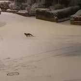 Foxes having fun on Glendon Drive, Sherwood. A still image taken from the footage.