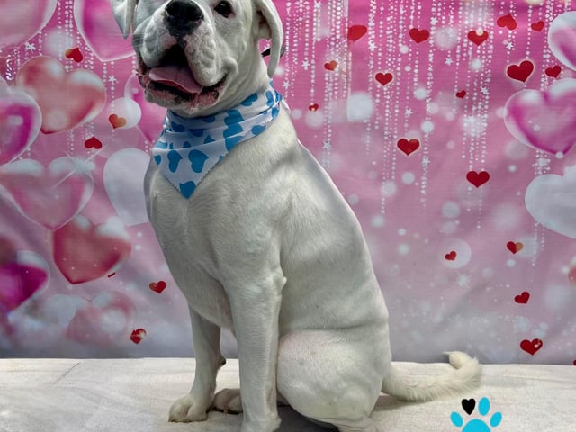 Looking handsome thanks to a pamper session at On all Pawz.