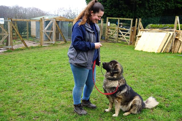 Kennel manager Jade Sheldon works at the site full time and cares for the dogs on a daily basis.