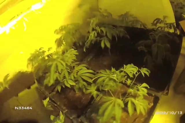 Video grab of the bizarre moment a cannabis grower was found hiding in a loft – before pelting cops with SOIL. Photo released September 11 2024. Photo: Nottinghamshire Police / SWNS