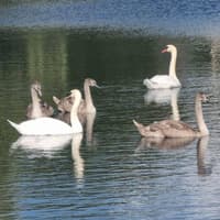 Warning to anglers after spate of injured cygnets found in discarded fishing line