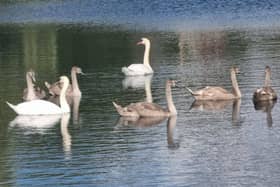 Warning after injured cygnets found tangled in discarded fishing tackle