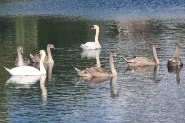 Warning after injured cygnets found tangled in discarded fishing tackle