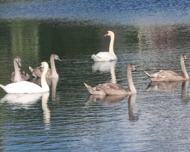 Warning after injured cygnets found tangled in discarded fishing tackle