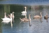 Warning after injured cygnets found tangled in discarded fishing tackle