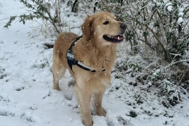This beautiful boy loves the snow.