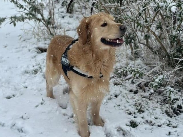 This beautiful boy loves the snow.
