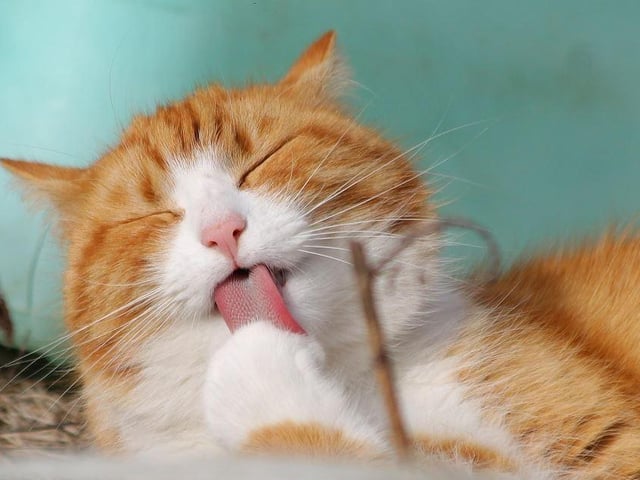 Also known as Moggies - the generic term for a mixed-breed cat - sources show nearly 25 per cent of cat owners prefer this type.