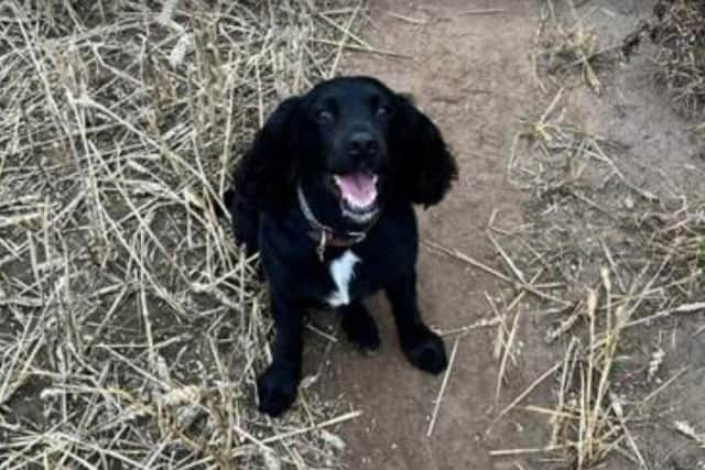 Bella is now back to her normal self after surgery. Photo: Submitted