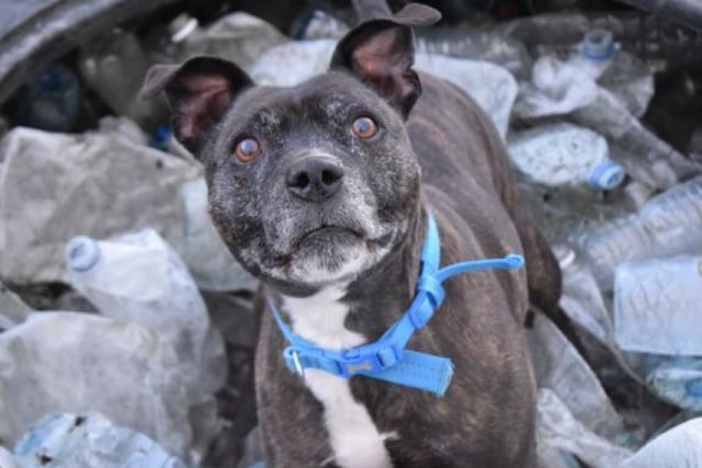 Dexter is a sweet senior boy that doesn't let age get in the way of loving a walk and a run. Based in Glasgow, Dexter is looking for his forever home in Scotland's biggest city.