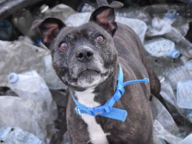 Dexter is a sweet senior boy that doesn't let age get in the way of loving a walk and a run. Based in Glasgow, Dexter is looking for his forever home in Scotland's biggest city.