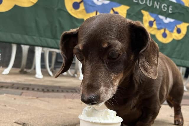 Charity pup cup this June.