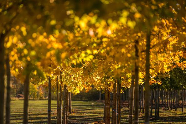 Autumn trees produce rich colours of gold and red.