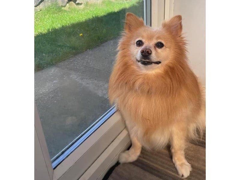 Six-year-old Milo.