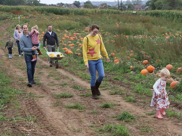 Wheelbarrows can be used for mass pumpkin-picking.