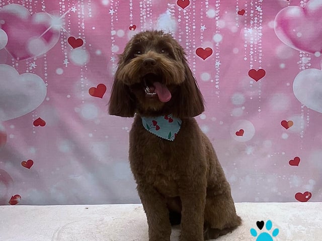 On All Pawz Pet Supplies' is offering a Valentine's photoshoot for all dogs groomed this February
