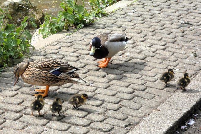 This mallard family are out and about at Tickhill Millpond in a fine photo taken by Lynda Blackshaw.