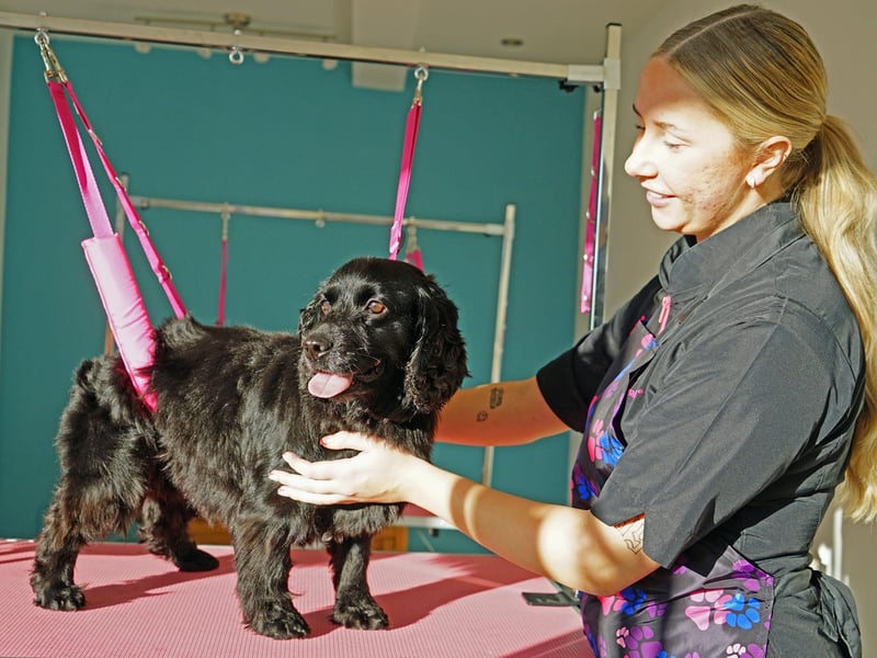 Mansfield new dog grooming business on Newgate Lane. Sophie Holland.