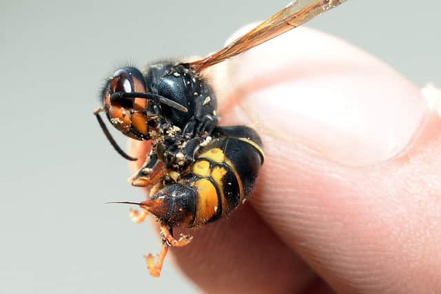 An Asian hornet.
