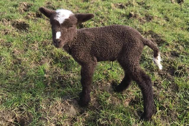 The newborn lamb was separated from her mum.