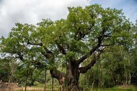The Major Oak in Sherwood Forest