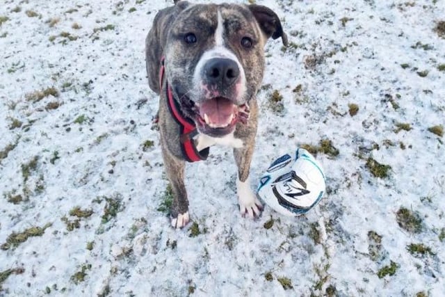 Hunter is at SSPCA's Aberdeenshire re-homing centre, and loves nothing more than to zoom about at full speed with a football so a secure garden is essential so he can play freely to his heart’s content. Hunter’s new home will need to be able to fulfil his long term veterinary requirements.