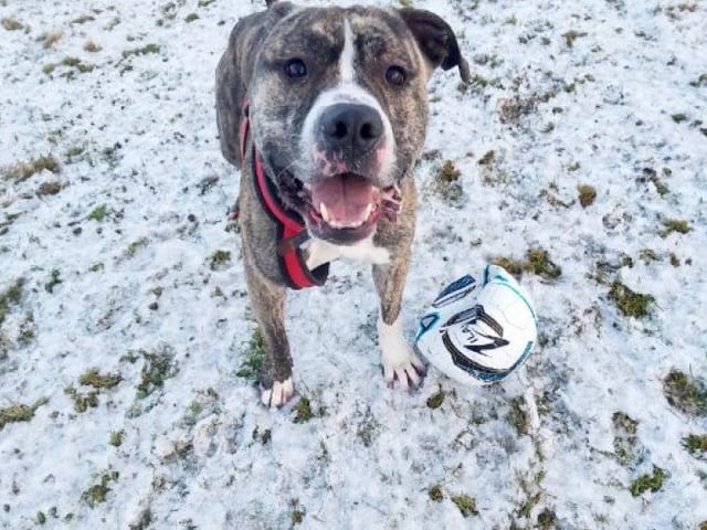 Hunter is at SSPCA's Aberdeenshire re-homing centre, and loves nothing more than to zoom about at full speed with a football so a secure garden is essential so he can play freely to his heart’s content. Hunter’s new home will need to be able to fulfil his long term veterinary requirements.