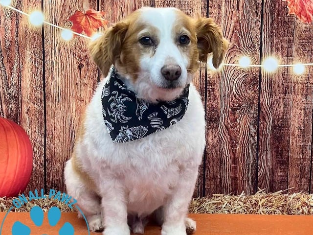 Preened pooches can pucker up for a Halloween photoshoot