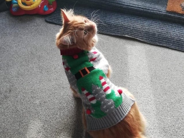 In the run up to Christmas 2020, our readers have shared their petsadorable festive costumes. Here's Norman the cat!