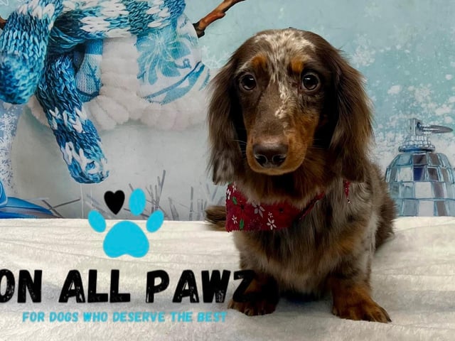 Preened pooches can pucker up for a Christmas photoshoot.