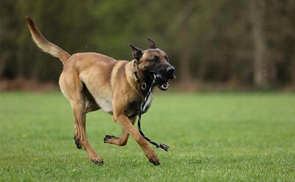 PD Russo and his handler successfully pursued a suspect