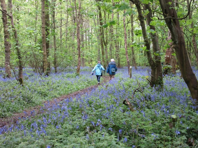 Muddy Stilettos said: "Swathes of dense, spectacular bluebells pepper the woods at this stunning spot just five miles from Nottingham city centre. It can get a bit overgrown, but the Woodland Trust tries to manage it to keep paths free and it’s an easy circular walk (the bluebells get better the deeper into the wood you go)."