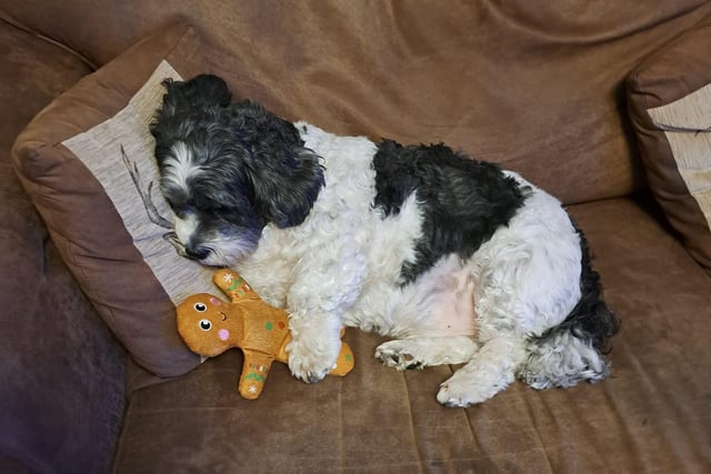 Baxter aka boo, enjoys having cuddles with his gingerbread man.