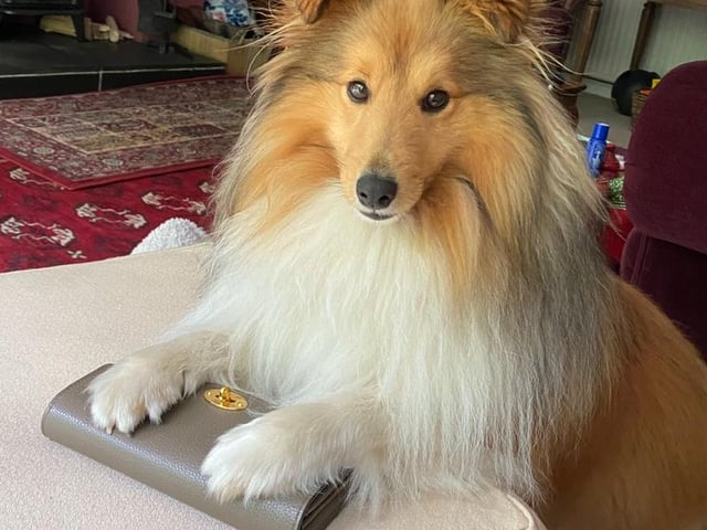 Flynn the Shetland Sheepdog, sent in by his human Zara Jones